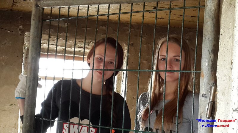 "Молодая гвардия" Полевского соорудила будки для бездомных животных
